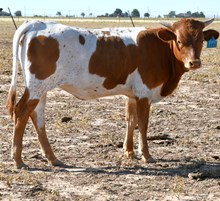 DB Miracle of Avery Heifer