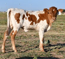 Cut'N Dried X Stars in Motion Heifer