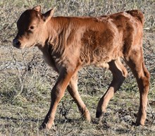 SHERIDAN X TEXANA ROYALE bull