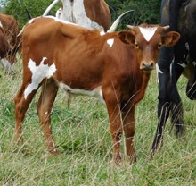 Rowdy x Hoosier bull