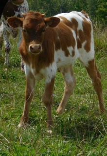 ROWDY X REBEL JEANS HEIFER