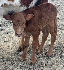 MARLBORO MAN X 20 CASANOVA WHIPS bull