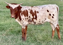 Honey 23 Heifer 