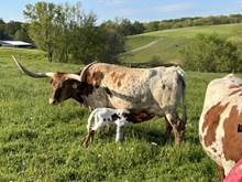 Minnie pearl heifer