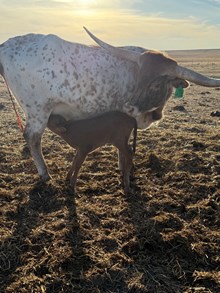 MARLBORO MAN X DRIED PEACHES bull