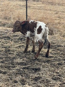 MARLBORO MAN X TUFFS TOP TEXA bull