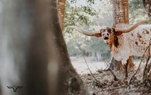 STOCKTONS COWGIRL