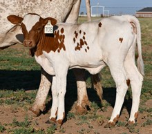 DB Rider's Bellamy heifer