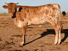 DB Motion's Bella Heifer