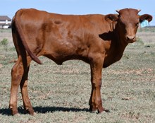 CND X Dragon Ice Heifer