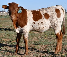 DB Dry Fire Heifer