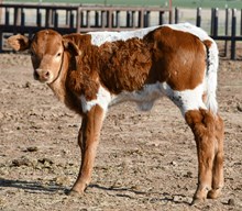 DB Fiddle's Demi Heifer