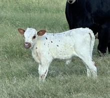 REBEL HR X LC OPTIMUS STAR HEIFER (ET)