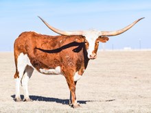 GLR ROYAL TEXANA GAL